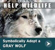 Help Wildlife. Symbolically adopt a gray wolf today!